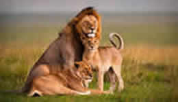 Classic game to Maasai Mara